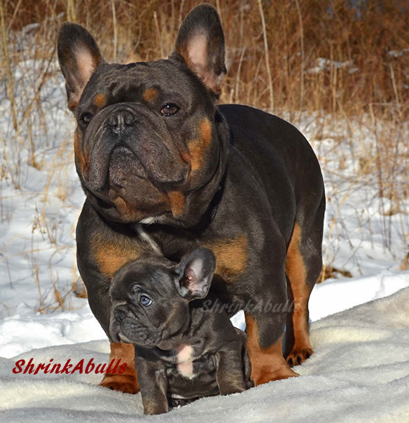 French bulldog sire with son