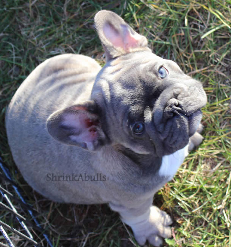 Top photo of French bulldog looking up