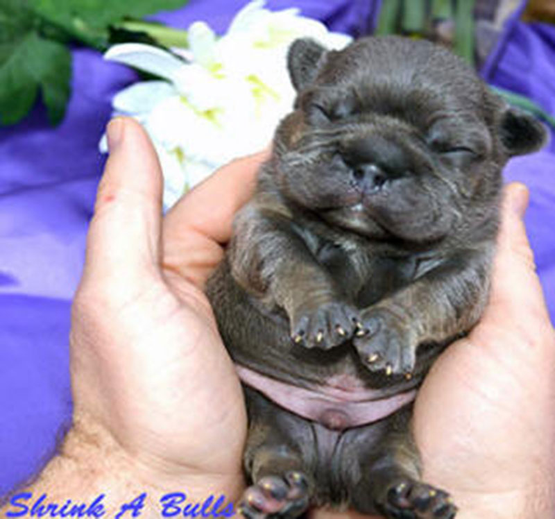 Newborn French bulldog baby