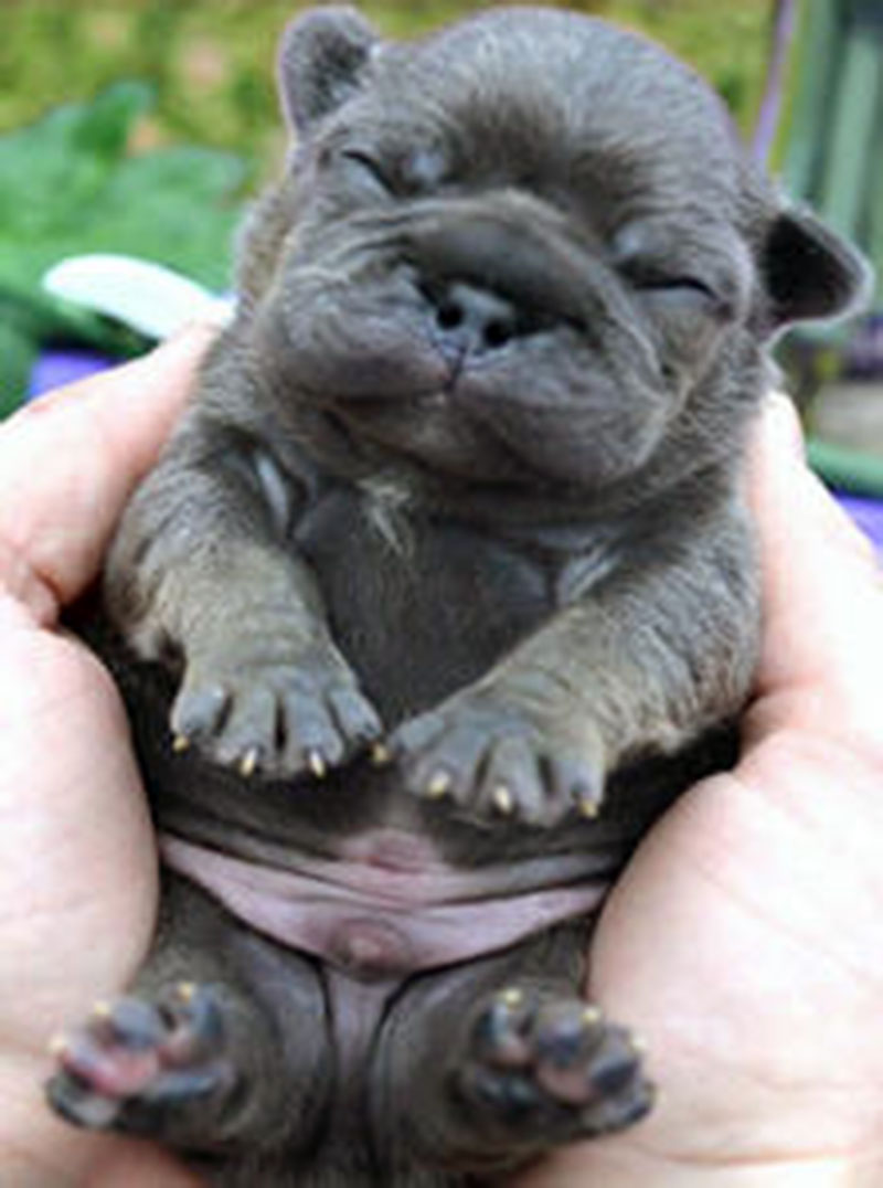 Newborn chocolate French bulldog