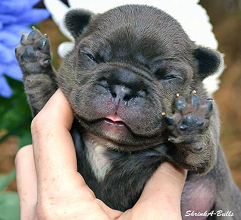 Cute newborn French bulldog puppy