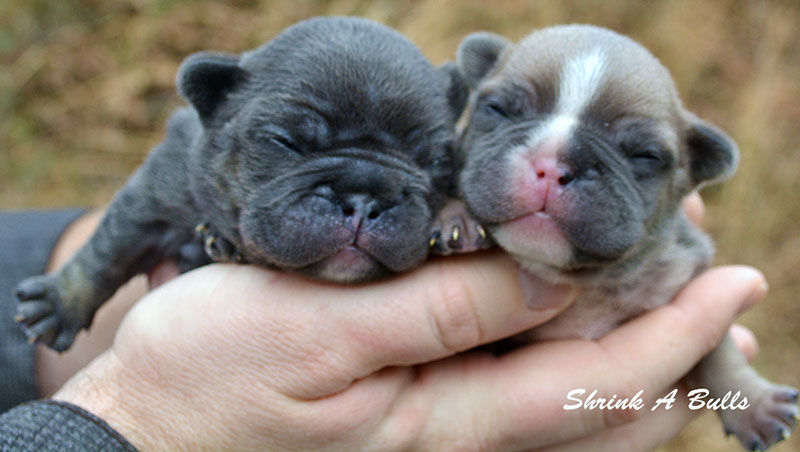 2 newborn French bulldog puppies