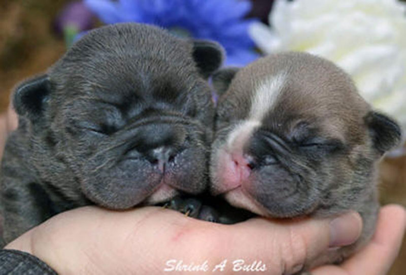Cute French bulldog puppy pair