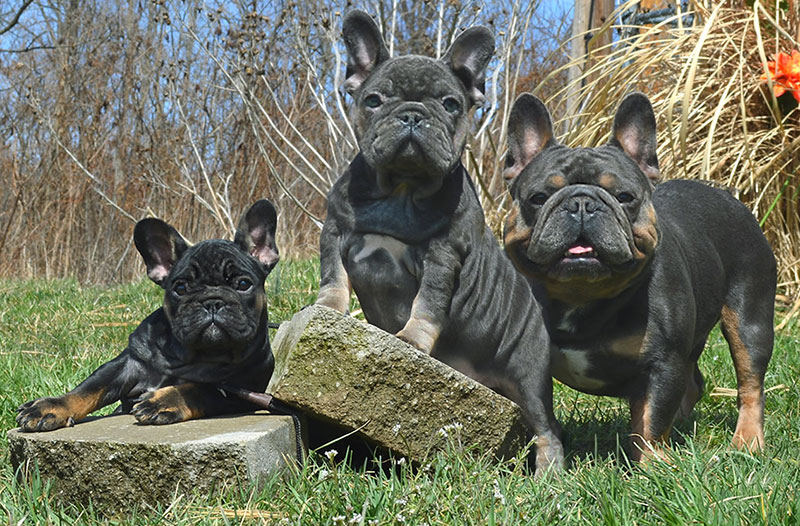 French bulldog trio photo