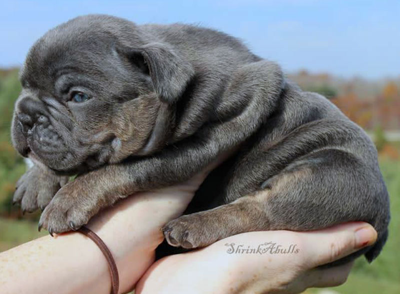 Cute wrinkly French bulldog