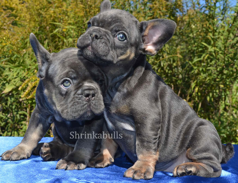 Frenchie brothers showing affection