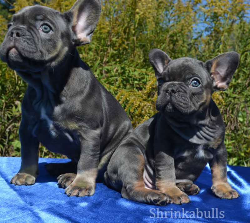 French bulldogs attentive looking up