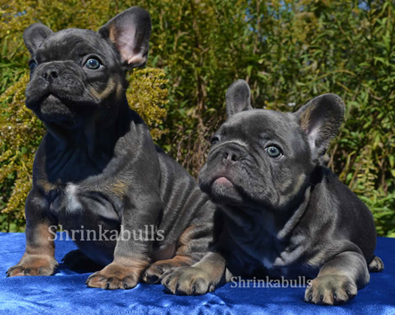 Frenchies blue tri looking over