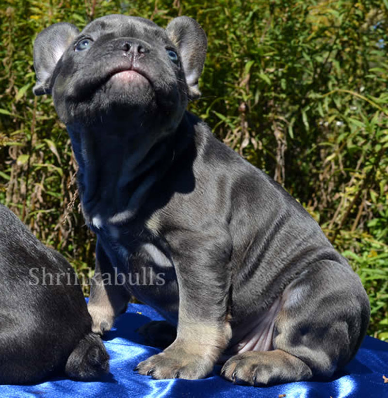 Blue French bulldog puppy looking up