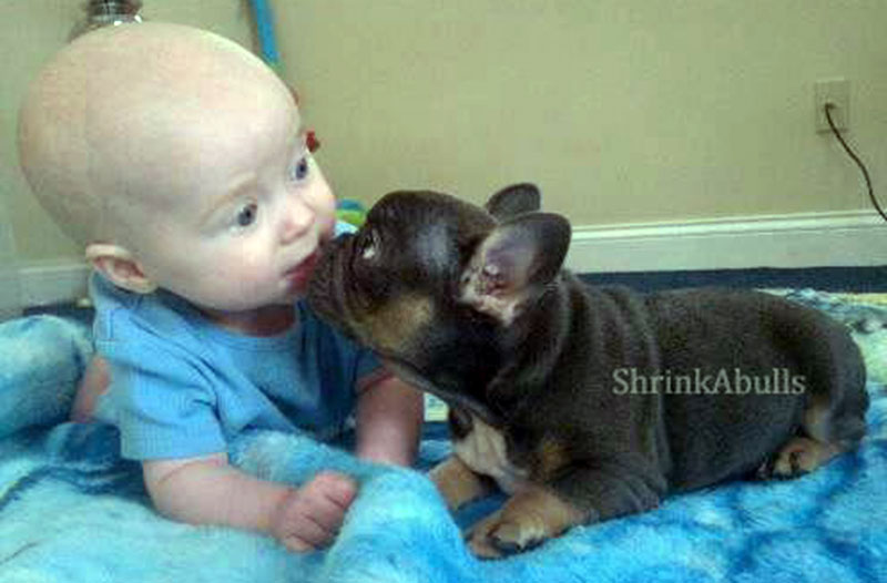 French bulldog puppy licking kissing baby