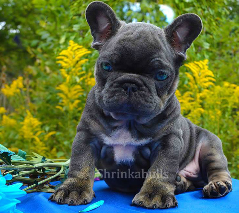 Cute blue eyed French bulldog