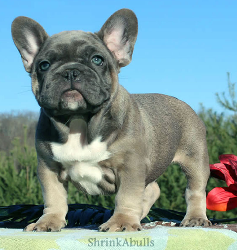 French bulldog with white brindle puppy