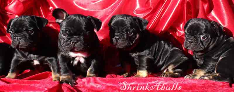 French bully puppies with red silk bg