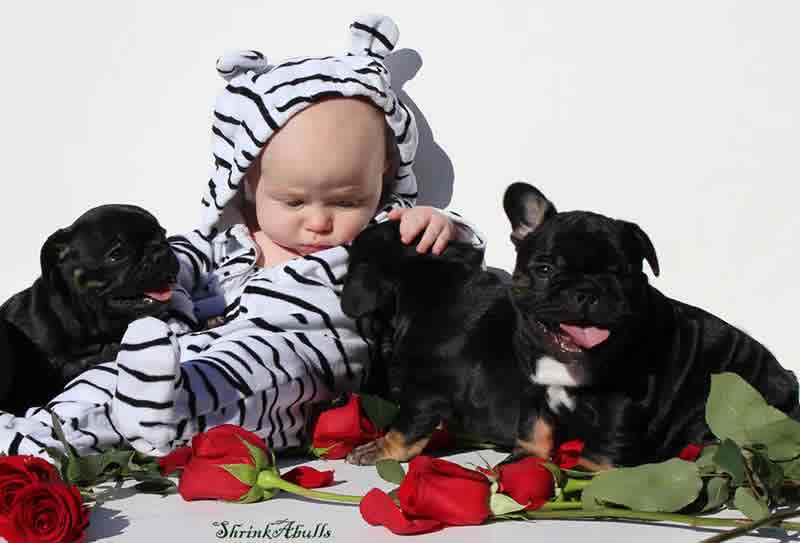 French bulldog puppies with baby in cute outfit