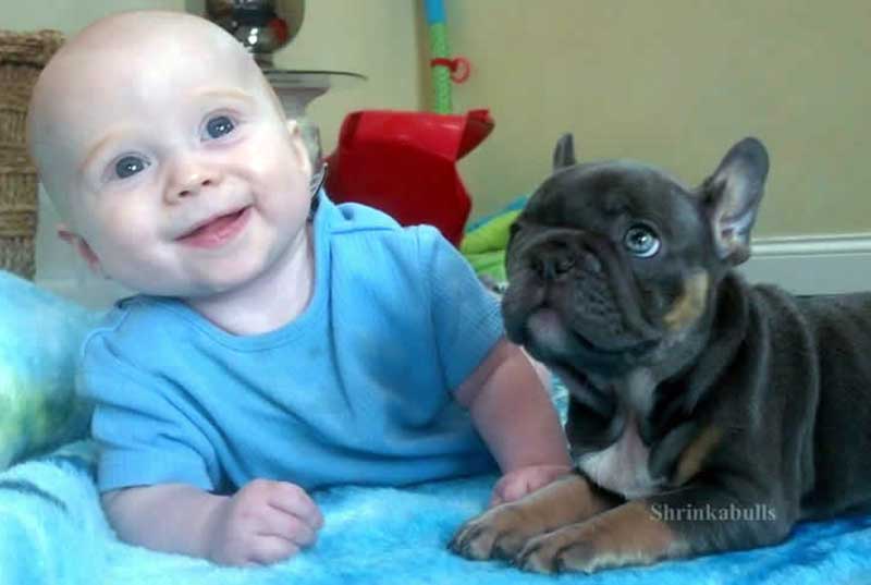 French bulldog puppy with smiling baby photo
