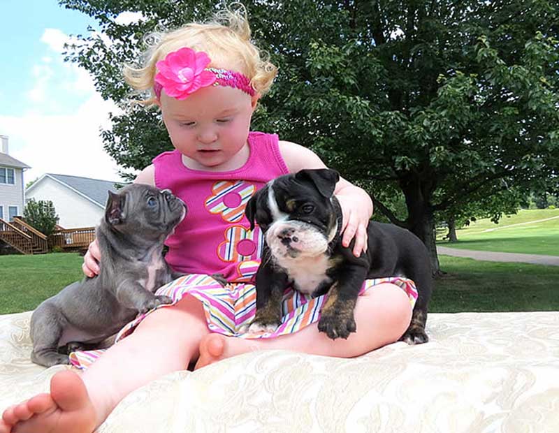 Little blonde girl with French bullies