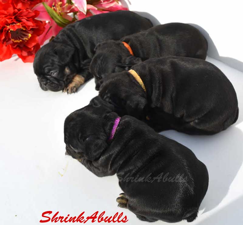 French bulldog puppies with colorful collars