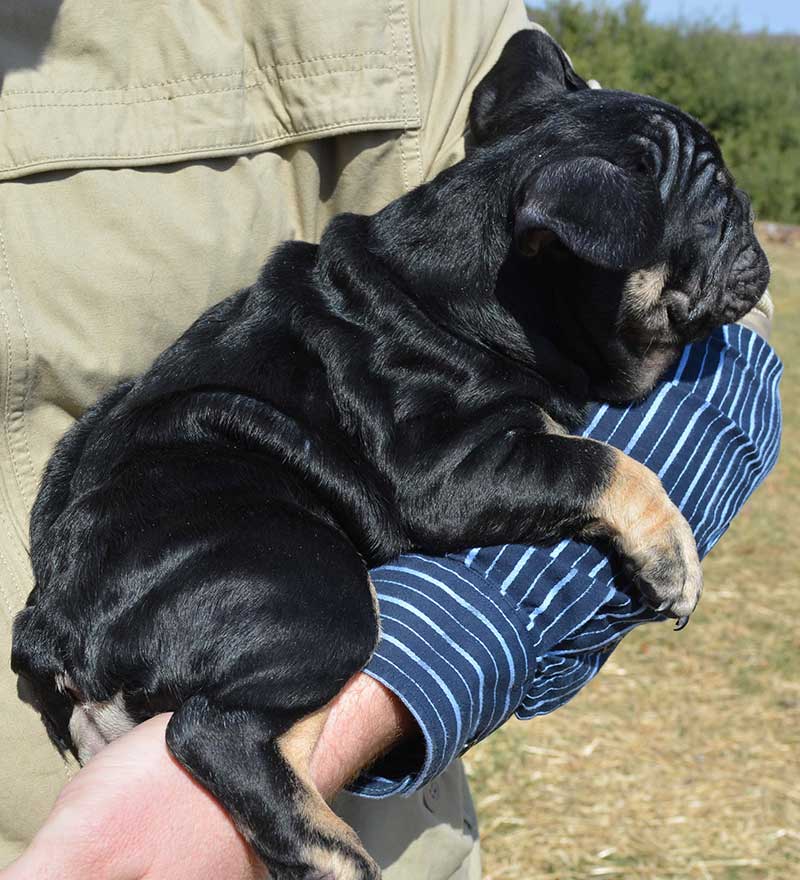 French tri bulldog resting on arm
