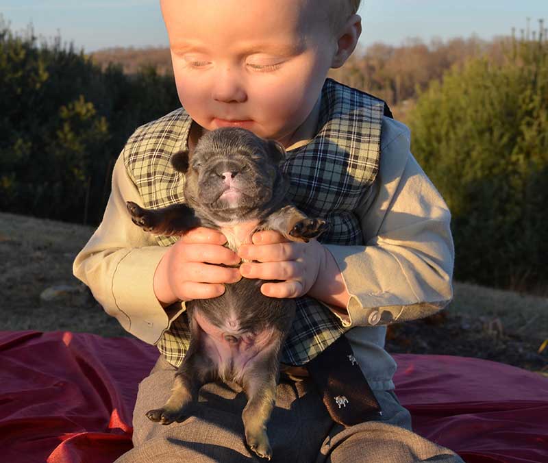 Dapper baby holding newborn French bulldog