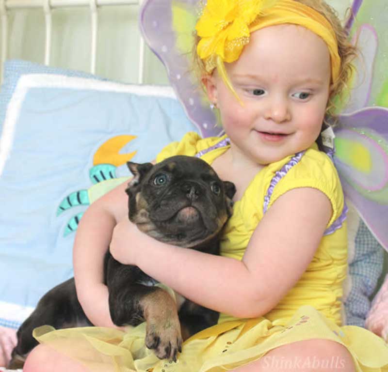 Yellow fairy holding French bulldog