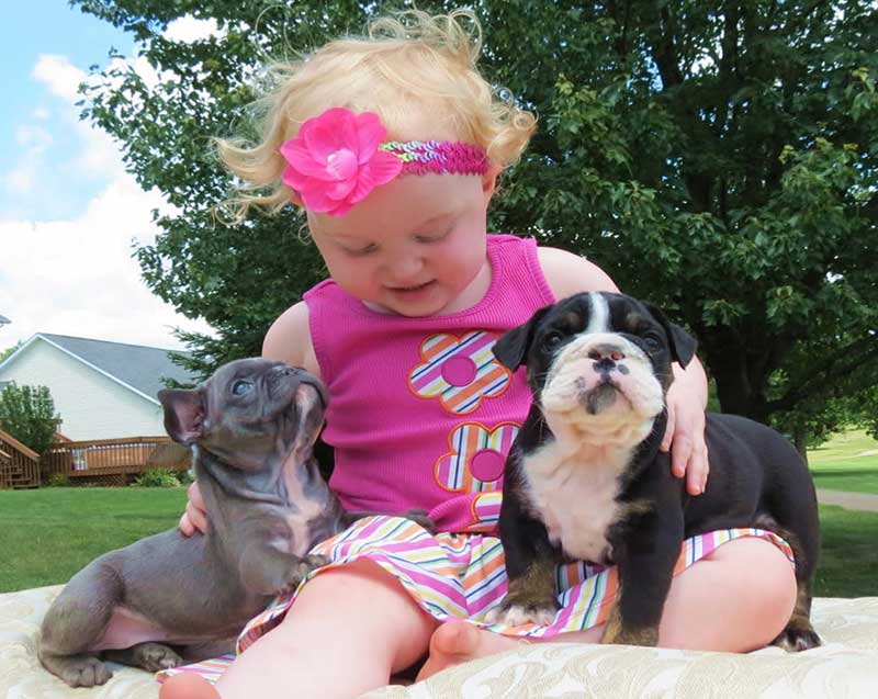 Little girl in pink with 2 French bulldog puppies