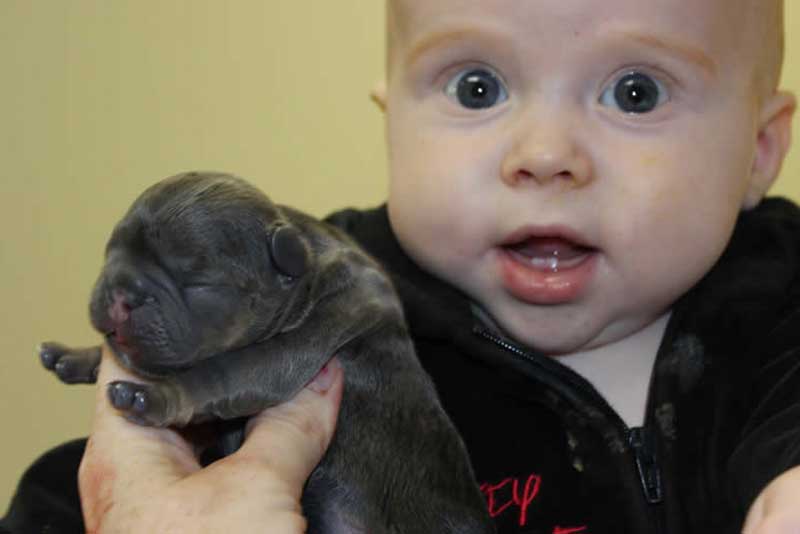 Happy baby with newborn French bulldog puppy