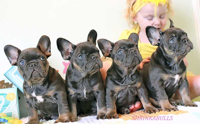 Girl with French bulldog puppy lineup