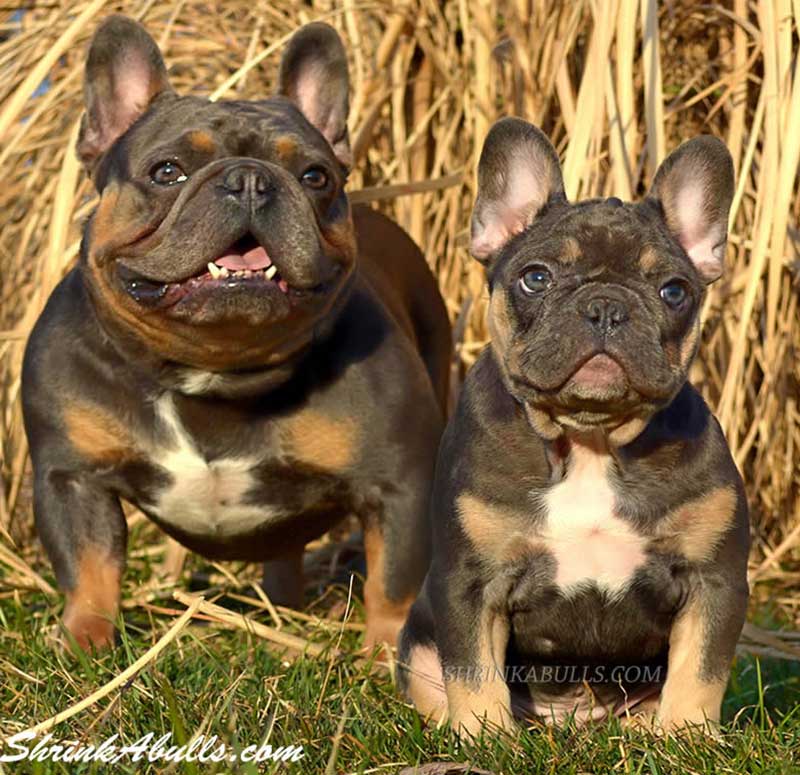 French bulldog sire and son