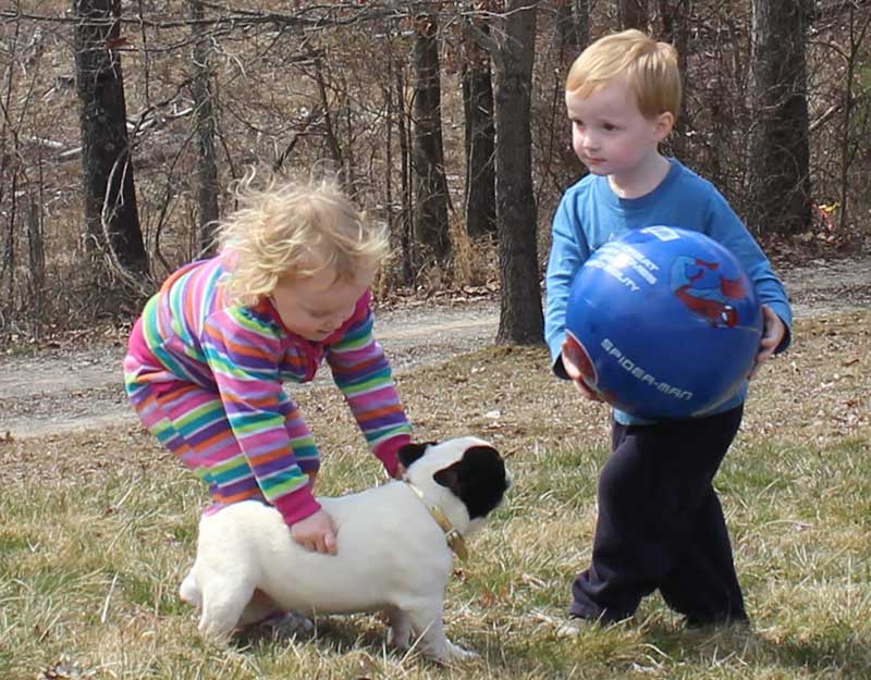 French bulldog puppy and kids with ball