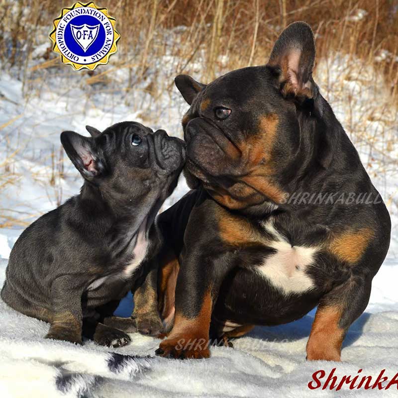 French bulldog sire kissing puppy