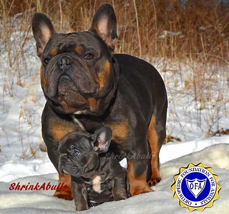 French bulldog father and son in snow