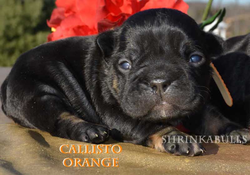 Newborn black French bulldog puppy