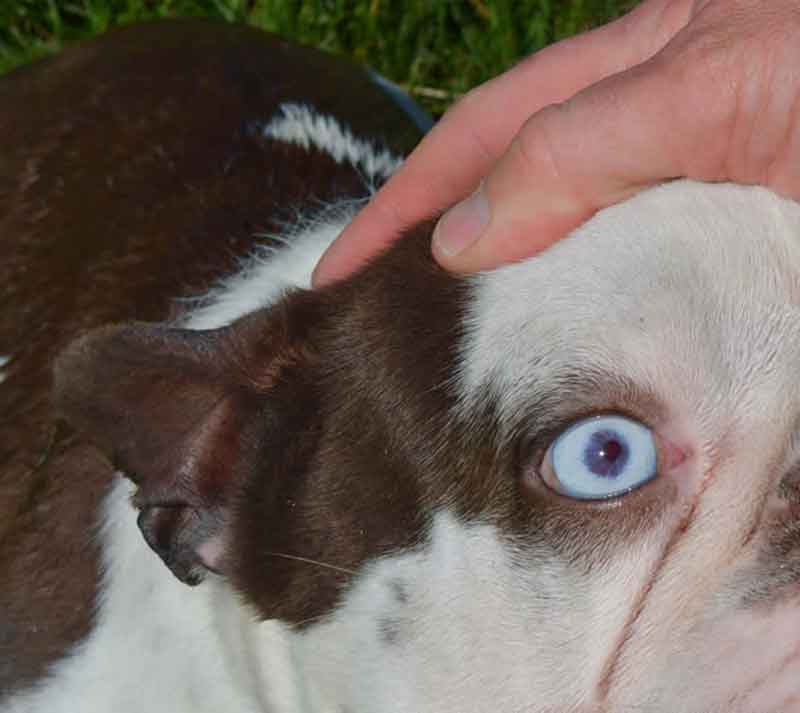 Mickey Chocolate French Bulldog Stud clear blue eye