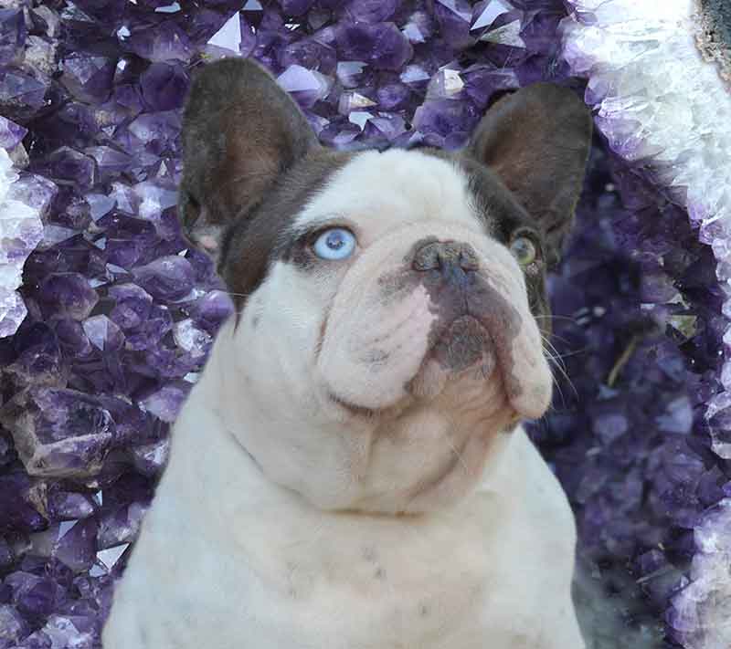 Mickey Chocolate French Bulldog with purple stone background