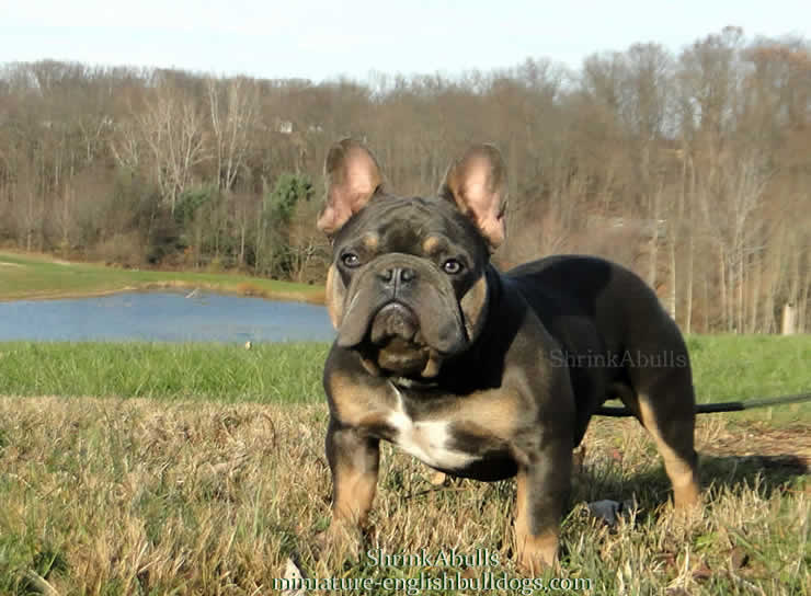 beautiful french bulldog pictures