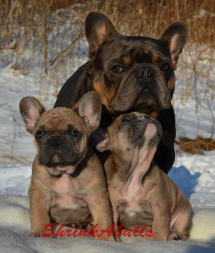 French bulldog with puppies