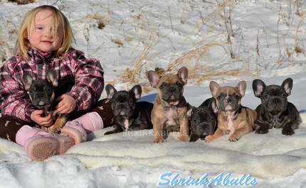 Girl with french bulldog puppy litter in snow