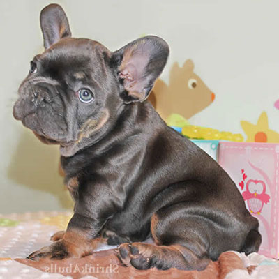 Cute French bulldog puppy sitting