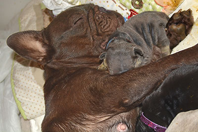 French bulldog mommy with newborn