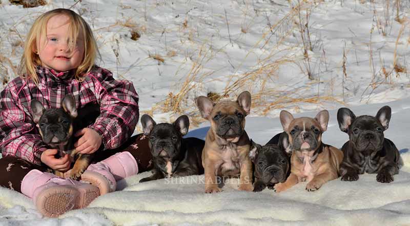 Girl with French bulldog puppies