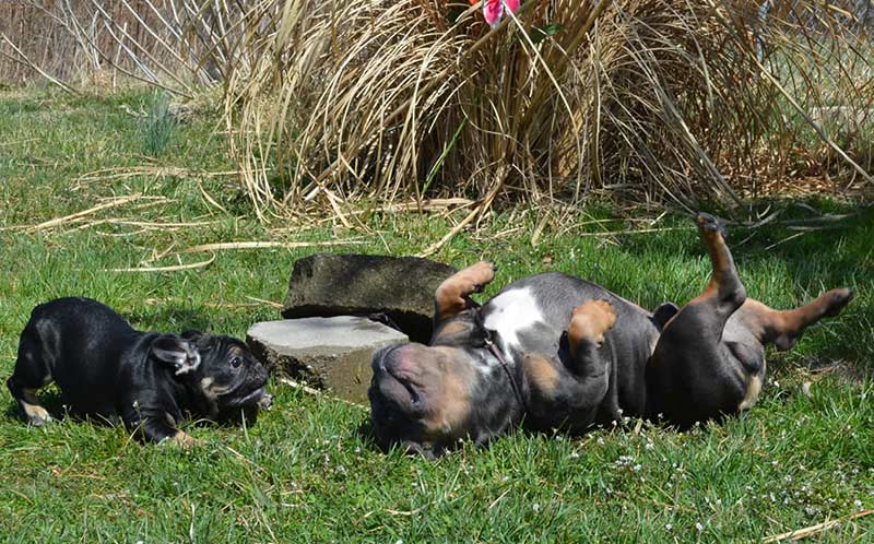 French bulldogs playing in the grass