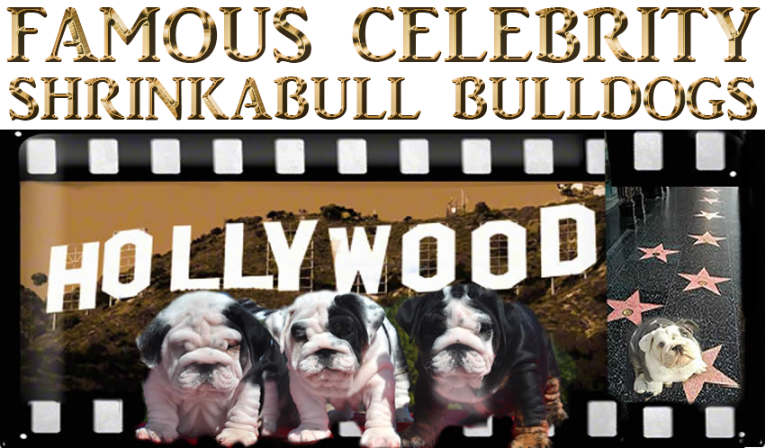 Famous Celebrity Shrinkabull Bulldogs Puppy Photos