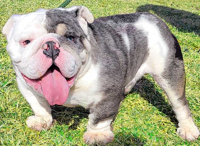 Shrinkabulls Spike Blue Tri Merle Cuddly English Bulldog Puppy Boy FOR SALE