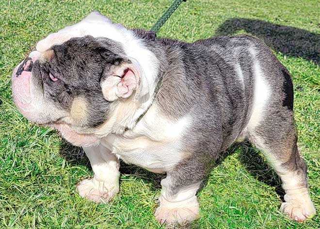 Shrinkabulls Spike Blue Tri Merle Cuddly English Bulldog Puppy Boy FOR SALE