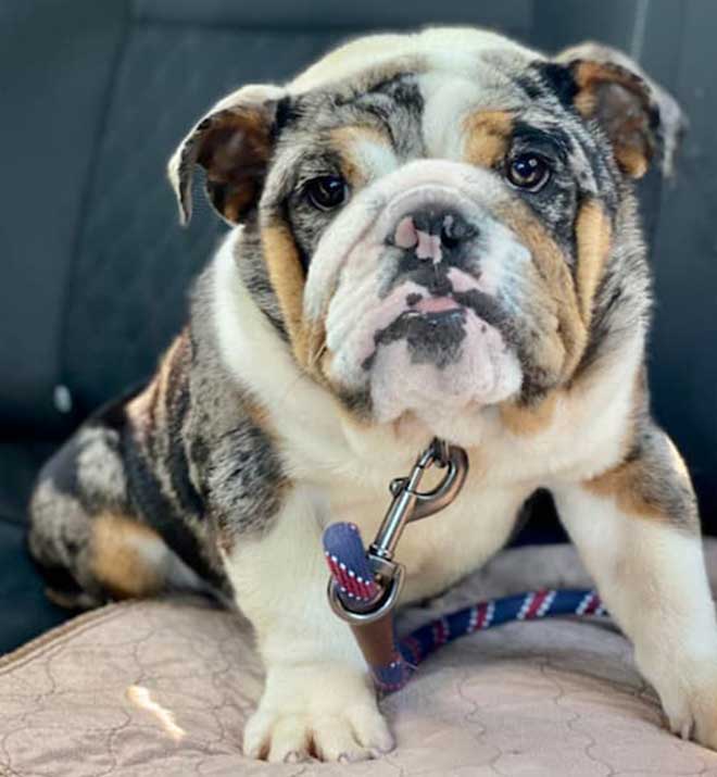 Shrinkabulls Nola Silver Merle Tri Carries Chocolate and Blue Adult English Bulldog FOR SALE