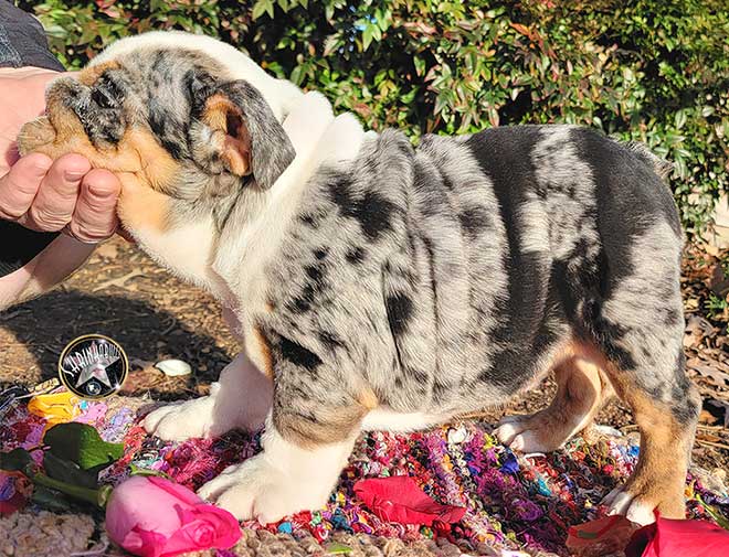 Shrinkabulls Nola Silver Merle Tri Carries Chocolate and Blue Adult English Bulldog FOR SALE