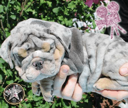 Shrinkabulls Neon Blue Merle Tri with Blue Green Eyes Male Miniature English Bulldog Puppy FOR SALE
