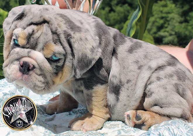 Shrinkabull's Neon Blue Merle Tri with Blue Green Eyes Male Miniature English Bulldog Puppy FOR SALE