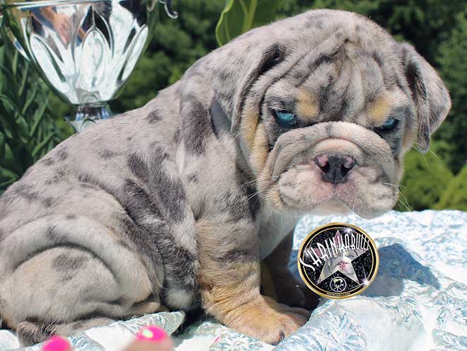 Shrinkabull's Neon Blue Merle Tri with Blue Green Eyes Male Miniature English Bulldog Puppy FOR SALE