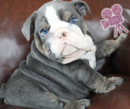 Shrinkabulls Ares Blue Tri Miniature English Bulldog Puppy FOR SALE